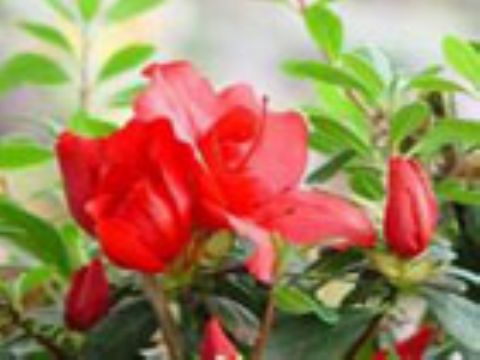 Dahurian Rhodoendron Extract